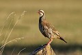 Perdrix rouge perchée sur un poteau oiseau;gallinacé;perdrix-rouge;alectoris-rufa;perchée-sur-un-poteau;lot-46;france; 