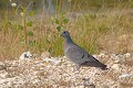 Pigeon colombin au sol oiseau;colombin;pigeon-colombin;columba-oenas;sol;yvelines;78;france; 