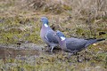 Pigeons ramiers en couple au sol oiseau;colombin;pigeon-colombin;columba-palumbus;couple;mare;yvelines;78;france; 