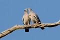 Pigeon ramier en couple et en parade oiseau;colombin;pigeon-ramier;columba-palumbus;couple;parade;yvelines;78;france; 