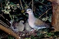 Tourterelle des bois et ses jeunes oiseau;colombin;tourterelle-des-bois;nid;jeunes;streptopelia-turtur;yvelines;78;france; 