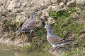 Couple de tourterelles des bois au bord d'une mare oiseau;colombin;tourterelle-des-bois;streptopelia-turtur;couple;mare;yvelines;78;france; 