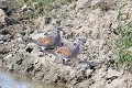 Tourterelle des bois en couple au bord d'une mare oiseau;colombin;tourterelle-des-bois;streptopelia-turtur;couple;mare;yvelines;78;france; 