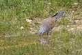 Tourterelle des bois s'abreuvant dans une mare oiseau;colombin;tourterelle-des-bois;streptopelia-turtur;mare;yvelines;78;france; 