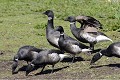 Bernache cravant en groupe oiseau;palmipede;bernache-cravant;branta-bernicla;baie-de-somme;france; 