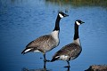 Bernache du Canada en couple oiseau;palmipede;bernache-du-canada;branta-canadensis;couple;indre;36;brenne;france; 