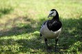 bernache nonnette au sol oiseau;palmipede:bernache-nonnette;branta-leucopsis;sol;indre-36;brenne;france; 