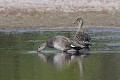 Canards chipeaux en couple;anas-strepera;couple;indre-36;brenne;france;  