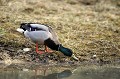 Canard colvert se nourrissant au bord d'une mare oiseau;palmipede;canard-colvert;anas-platyrhynchos;nourriture;mare;indre-36;brenne;france; 