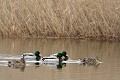 Canards colverts en groupe sur un étang de Brenne oiseau;palmipede;canard-colvert;anas-platyrhynchos;groupe;etang;indre-36;brenne;france; 