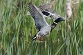 Canard colvert à l'envol oiseau;palmipede;canard-colvert;anas-platyrhynchos;male;envol;yvelines-78;france; 