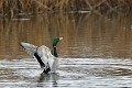 Canard colvert mâle se toilettant sur un étang de Brenne oiseau;palmipede;canard-colvert;anas-platyrhynchos;toilettage;envol;indre-36;brenne;france; 