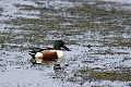 Canard souchet mâle sur un étang oiseau;palmipede;canard-souchet;anas-clypeata;male;etang;indre-36;france; 