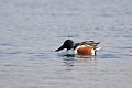 Canard souchet mâle sur un étang oiseau;palmipede;canard-souchet;anas-clypeata;male;etang;indre-36;brenne;france; 