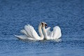 Couple de cygnes tuberculés en parade nuptiale oiseau;palmipede;cygne-tuberculé;cygnus-olor;couple;parade;indre-36;brenne;france; 