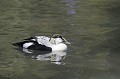 Eider à duvet sur un lac oiseau;palmipede;eider-a-duvet;somateria-mollissima;male;lac;yvelines-78;france; 