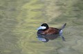 Erismature à tête blanche sur un lac oiseau;palmipede;erismature-a-tete-blanche;oxyura-jamaicensis;lac;france; 