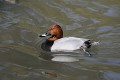 Fuligule milouin mâle sur un étang de Brenne oiseau;palmipede;fuligule-milouin;aythya-ferina;male;etang;indre-36-brenne;france; 