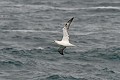 Fou de Bassan en vol au dessus des flots oiseau;palmipede:fou-de-bassan;morus-bassanus;vol;ile-d-yeu;france 