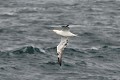 Fou de Bassan en vol au dessus de la mer oiseau;palmipede;fou-de-bassan;morus-bassanus;vol;ile-d-yeu;france; 