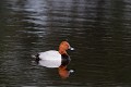 Fuligule milouin sur un étang oiseau;palmipede;fuligule-milouin;aythya-ferina;etang;indre-36;brenne;france; 