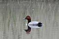 Fuligule milouin mâle sur un étang en Brenne oiseau;palmipede;fuligule-milouin;aythya-ferina;etang;indre-36;brenne;france; 