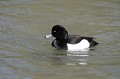 Fuligule morillon mâle sur un étang en Brenne oiseau:palmipede;fuligule-morillon;aythya-fuligula;etang;indre-36;brenne;france; 