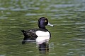 Fuligule morillon mâle sur un étang en Brenne oiseau;palmipede;fuligule-morillon;aythya-fuligula;etang;indre-36;brenne;france; 