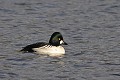 Garrot à oeil d'or mâle sur un lac oiseau;palmipede;garrot-a-oeil-d-or;bucephala-clangula;etang;yvelines-78;france; 