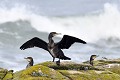 Grand cormoran séchant ses ailes oiseau;palmipede;grand-cormoran;phalacrocorax-c-carbo;ailes-ouvertes;ile-d-yeu;france; 