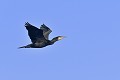 Grand cormoran en vol oiseau;palmipede;grand-cormoran;phalacrocorax-c-carbo;vol;indre-36;brenne;france; 