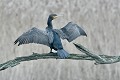 Grand cormoran perché pour sécher ses ailes oiseau;palmipede;grand-cormoran;phalacrocorax-c-carbo;ailes-ouvertes;indre-36;brenne;france; 