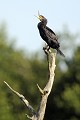 Grand cormoran perché sur un arbre mort oiseau;palmipede;grand-cormoran;phalacrocorax-c-carbo;arbre-mort;bec-ouvert;indre-36;brenne;france; 