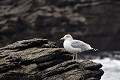 Goëland argenté au repos oiseau;palmipede;goeland-argenté;larus-argentatus;ile-d-yeu;france; 