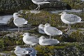 Goëlands argentés au repos en groupe oiseau;palmipede;goeland-argenté;larus-argentatus;repos;groupe;ile-d-yeu;france; 