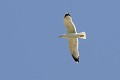 Goëland leucophé en vol oiseau;palmipede;goeland-leucophé;larus-cachinnans;corse;france; 