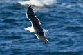 Goëland marin en vol au dessus des flots oiseau;palmipede;goeland-marin;larus-marinus;mer;vol;ile-d-yeu;france; 