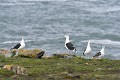 Goëlands marins au repos en groupe oiseau;palmipede;goeland-marin;larus-marinus;groupe;repos;ile-d-yeu;france; 