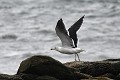 Goëland marin au décollage oiseau;palmipede;goeland-marin;larus-marinus;décollage;ile-d-yeu;france; 