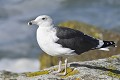 Goëland marin au repos oiseau:palmipede;goeland-marin;larus-marinus;repos;ile-d-yeu;france; 