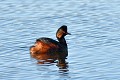 Grèbe à cou noir sur l'eau oiseau;palmipede;grebe-a-cou-noir;podiceps-nigricollis;étang;indre-36;brenne;france; 