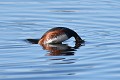 Grèbe à cou noir au plongeon oiseau;palmipede;grebe-a-cou-noir;podiceps-nigricollis;plongeon;indre-36;brenne;france 