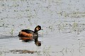 Grèbe à cou noir sur un étang oiseau;palmipede;grebe-a-cou-noir;podiceps-nigricollis;etang;indre-36;france; 