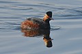 Grèbe à cou noir sur l'eau oiseau;palmipede;grebe-a-cou-noir;podiceps-nigricollis;etang;indre-36;brenne;france; 