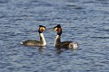 Couple de grèbes huppés en parade oiseau; passereau;grebe-huppe;podiceps-cristatus;couple;parade;indre-36;brenne;France; 