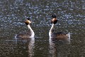 Grèbes huppés en parade nuptiale oiseau;palmipede;grebe-huppe;podiceps-cristatus;parade-nuptiale;indre-36;brenne;france; 