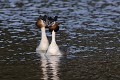 Couple de grèbes huppés en parade nuptiale oiseau;palmipede;grebe-huppe;podiceps-cristatus;couple;parade-nuptiale;indre-36;brenne;france; 