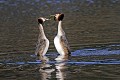 Couple de grèbes huppés en parade nuptiale oiseau;palmipede;grebe-huppe;podiceps-cristatus;couple-en-parade-nuptiale;indre-36;brenne;france; 