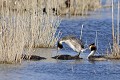 Couple de grèbes huppés à leur nid oiseau;palmipede;grebe-huppe;podiceps-cristatus;nid;couple;indre-36;brenne;france; 