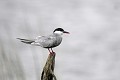 Guifette moustac perchée oiseau;palmipede;guifette-moustac;chlidonias-hybridus;indre-36;brenne;france; 